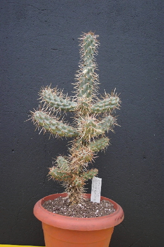 cylindropuntia reinbachii